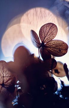 macro: gedroogde hortensiabloem in tegenlicht by Natascha IPenD