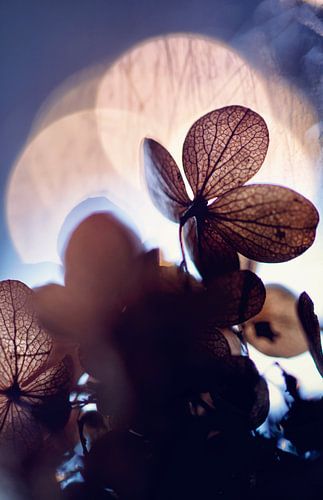 macro: gedroogde hortensiabloem in tegenlicht