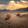 Highlanders écossais sur le Hijkerveld au coucher du soleil sur KB Design & Photography (Karen Brouwer)