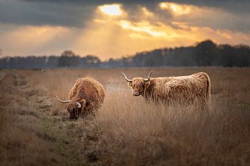 Scottish highlanders on the Hijkerveld at sunset by KB Design & Photography (Karen Brouwer)