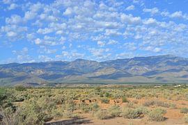 In the desert in Arizona by Bernard van Zwol