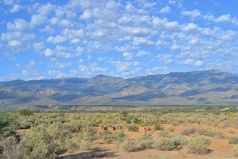 In the desert in Arizona by Bernard van Zwol