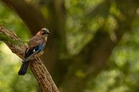jay