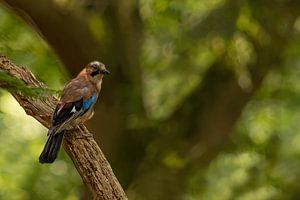 Le geai sur Blackbird PhotoGrafie