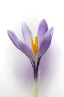 krokus