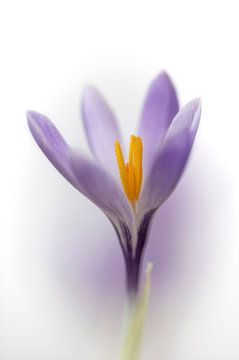 Krokus von Foto A de Jong