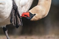 Closeup van het hoofd van een witte zwaan van Jolanda Aalbers thumbnail