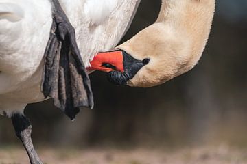 Closeup of the head of a white swan