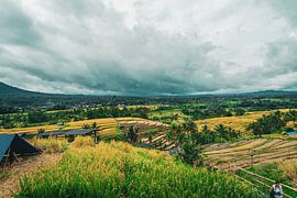 Balinese rice fields by Zevra Collective