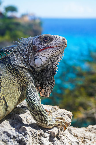 Iguana on a rock in Curaçao