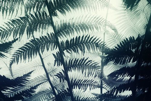 plume de fougère