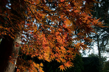 Sycamore maple in Arboretum Kalmthout
