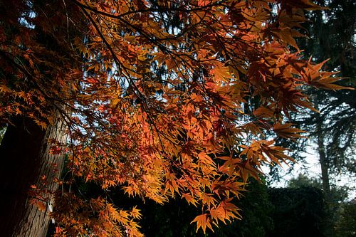 Esdoorn in Arboretum Kalmthout