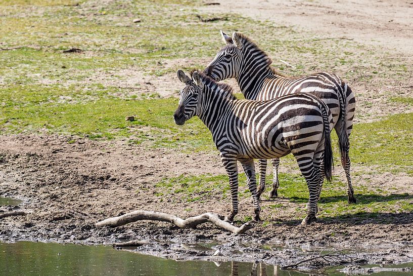 Zèbre : Zoo royal des citoyens par Loek Lobel