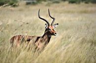 Impala on the savannah by Amy Huibregtse thumbnail