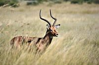 Impala on the savannah