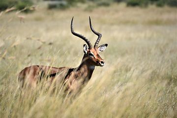 Impala on the savannah by Amy Huibregtse
