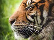 Sumatra Tiger : Blijdorp Zoo von Loek Lobel Miniaturansicht