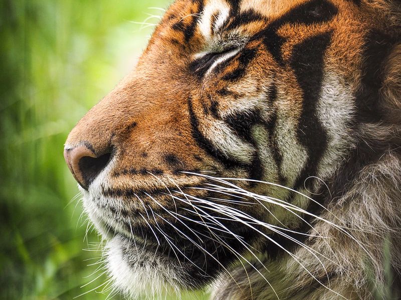 Sumatra Tiger : Blijdorp Zoo von Loek Lobel