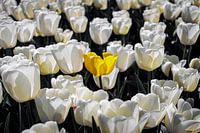 Gele tulp tussen witte tulpen
