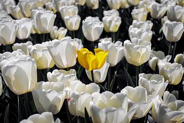 Gele tulp tussen witte tulpen van KiekLau! Fotografie
