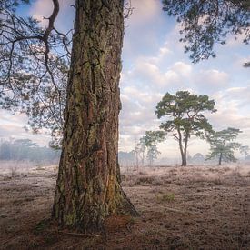 Pine tree on the heath | Winter on the Veluwe by Marijn Alons