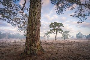 Dennenboom op de heide | Winter op de Veluwe van Marijn Alons