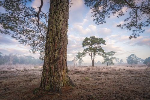 Pine tree on the heath | Winter on the Veluwe by Marijn Alons