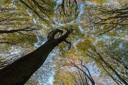 boomtoppen in het beukenbos