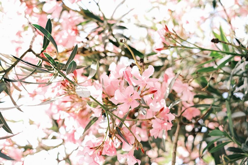 Fleur de laurier rose de Valence // Espagne // Photographie de voyage et de nature par Diana van Neck Photography