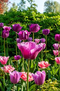 Roze karteltulpen