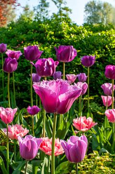 Roze karteltulpen