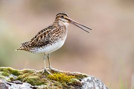 Singing Common Snipe (Gallinago gallinago faeroeensis) by Beschermingswerk voor aan uw muur