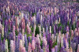 A field with column-like clusters of lupine flowers. by Frank Zuidam