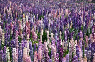 Een veld met zuilvormige trossen lupine bloemen. van Frank Zuidam