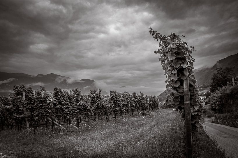 Vines in the clouds by Stephanie Verbeure