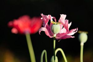 rosa Mohnblume von Tania Perneel