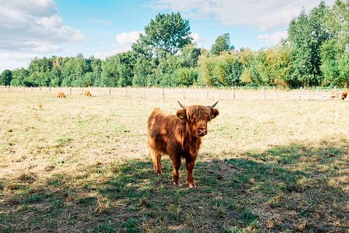 Schotse Hooglanden in Bünde