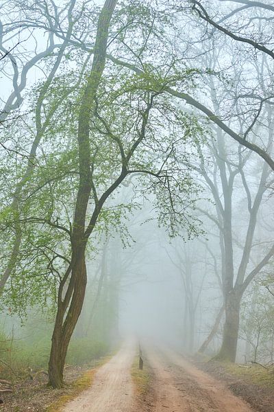 Sandstraße mit im Nebel grün werdenden Bäumen von Jenco van Zalk