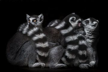 Une trinité de lémuriens à queue en anneau dans l'obscurité de la nuit, deux comme des amoureux se f sur Michael Semenov