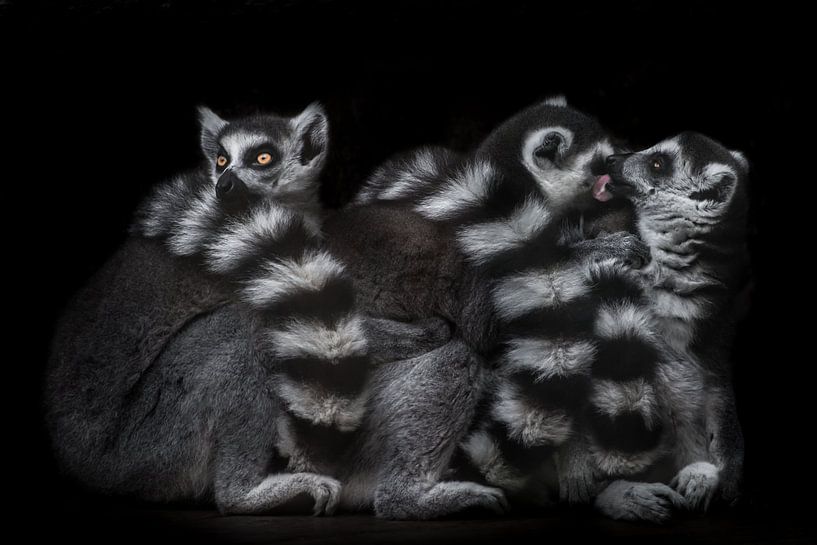 A trinity of ring-tailed lemurs in the darkness of the night, two as lovers courting each other, the by Michael Semenov