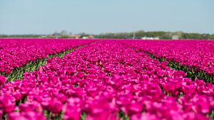 Champ de tulipes en Hollande du Nord