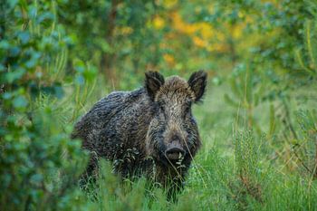 Wild Boar