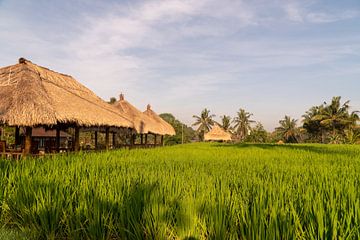 Rijstvelden bij Ubud, Bali (Indonesië) van Zero Ten Studio