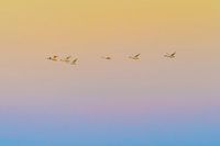 Fliegen bei Sonnenuntergang