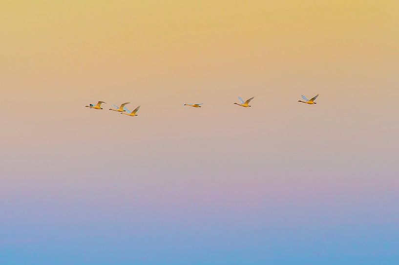 Sunset flying by Rob Li