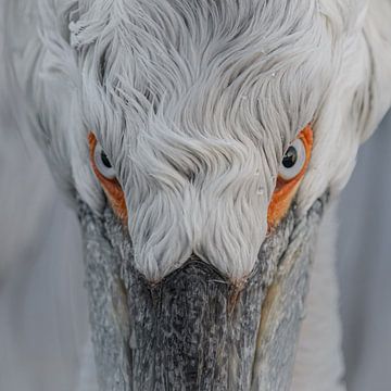 Kroeskop pelikaan 1 van Van Karin Fotografie