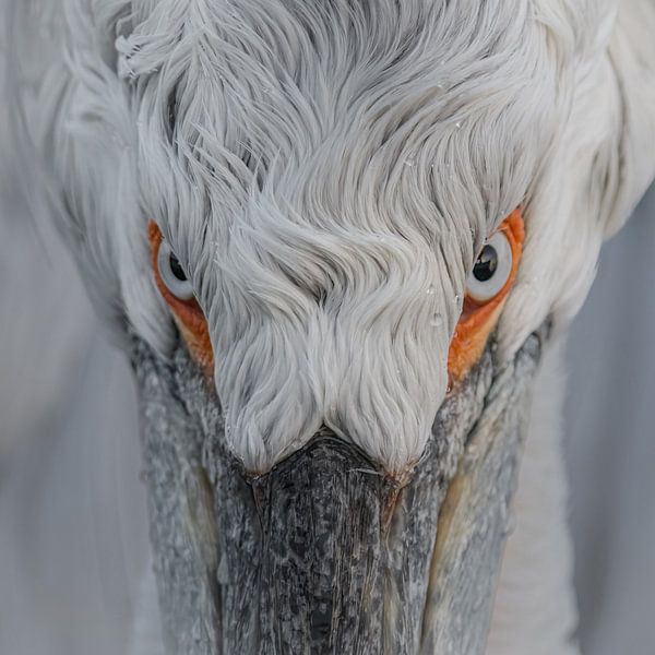 Kroeskop pelikaan 1 van Van Karin Fotografie