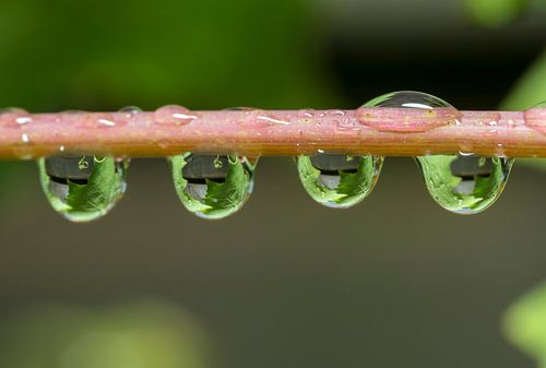 grape leaves catched in waterdrops