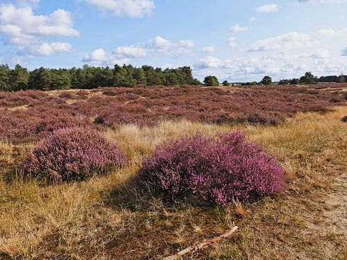 Paarse Heide Loon op Zand